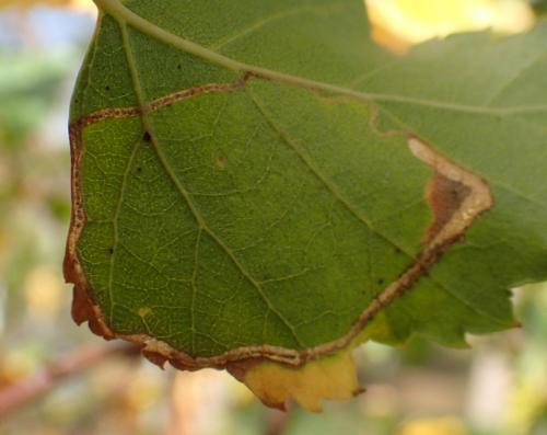 Lyonetia clerkella